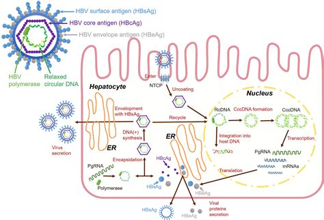 hbv|hbv infektion.